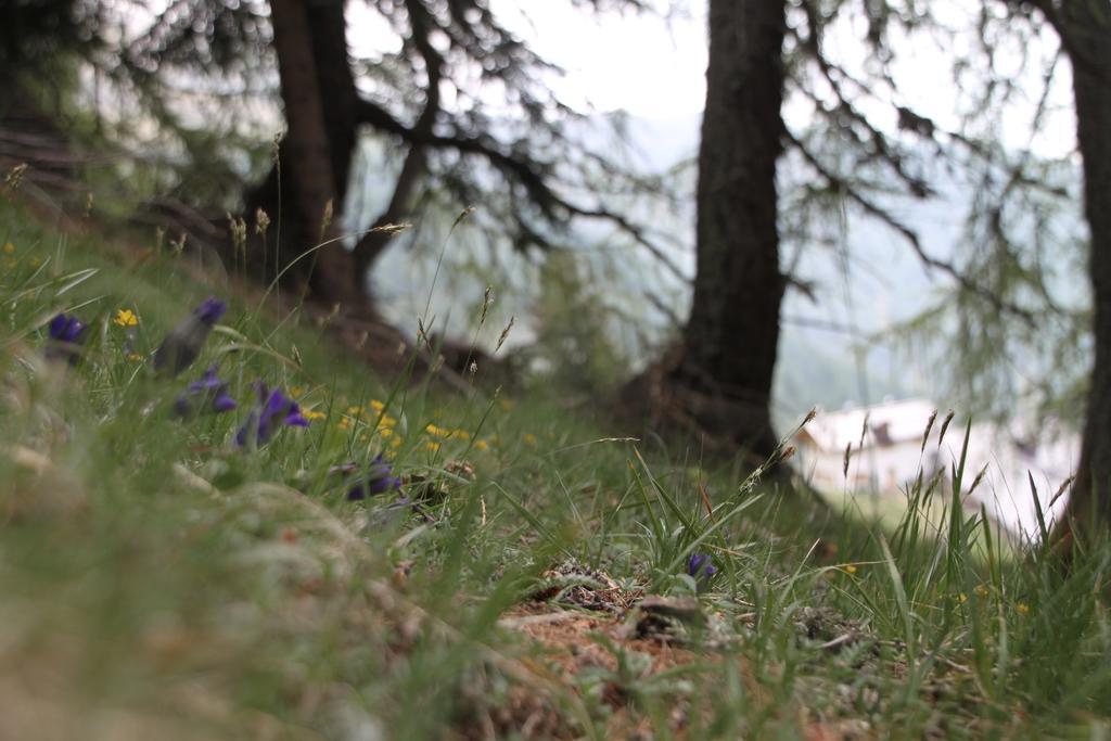 Restor Natura Malga Mondent Hotell Pracorno di Rabbi Exteriör bild